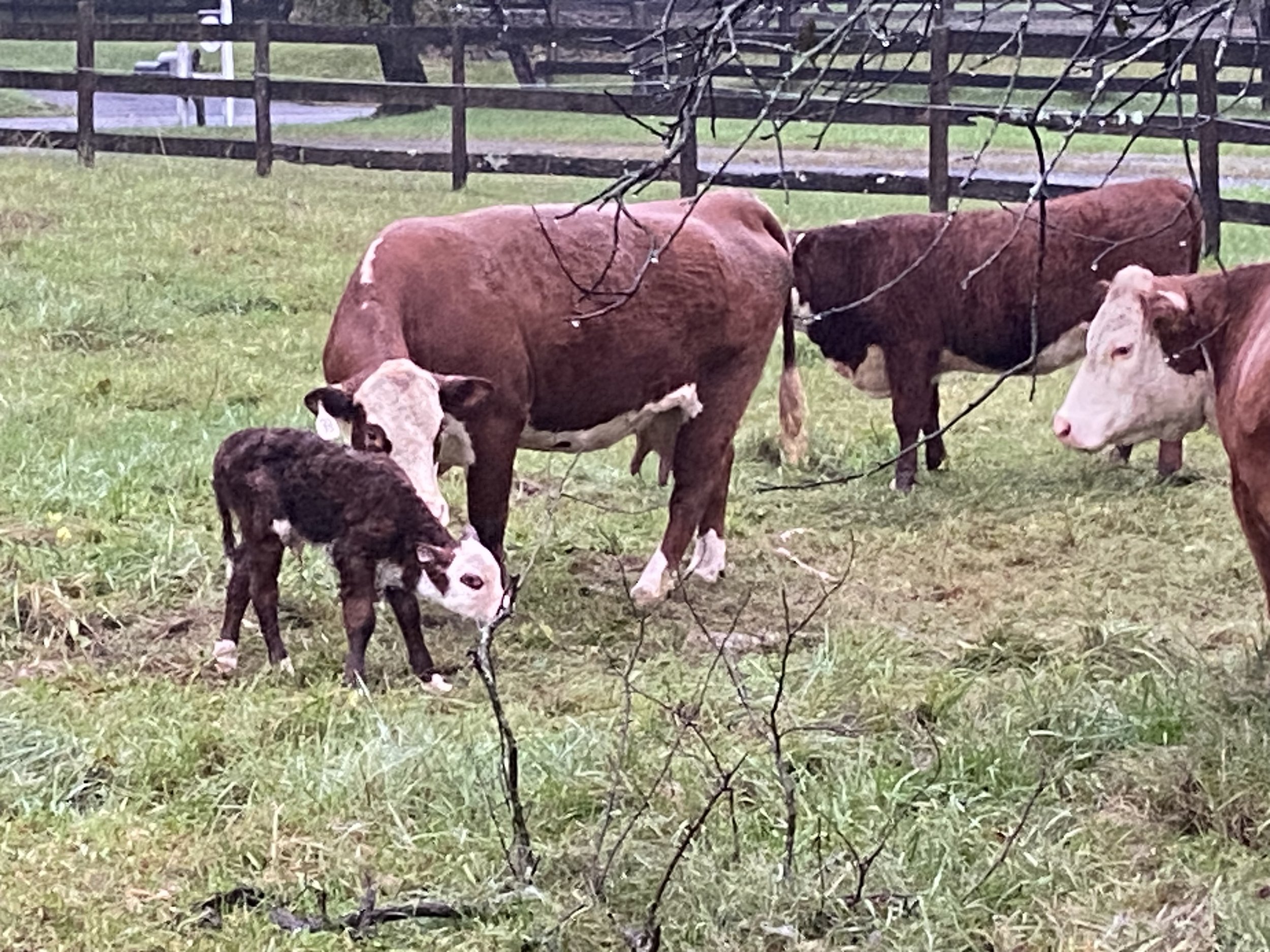 A mother cow and her calf grazing together in a grassy pasture, with additional cows in the background and a wooden fence nearby. The scene captures a serene rural setting.