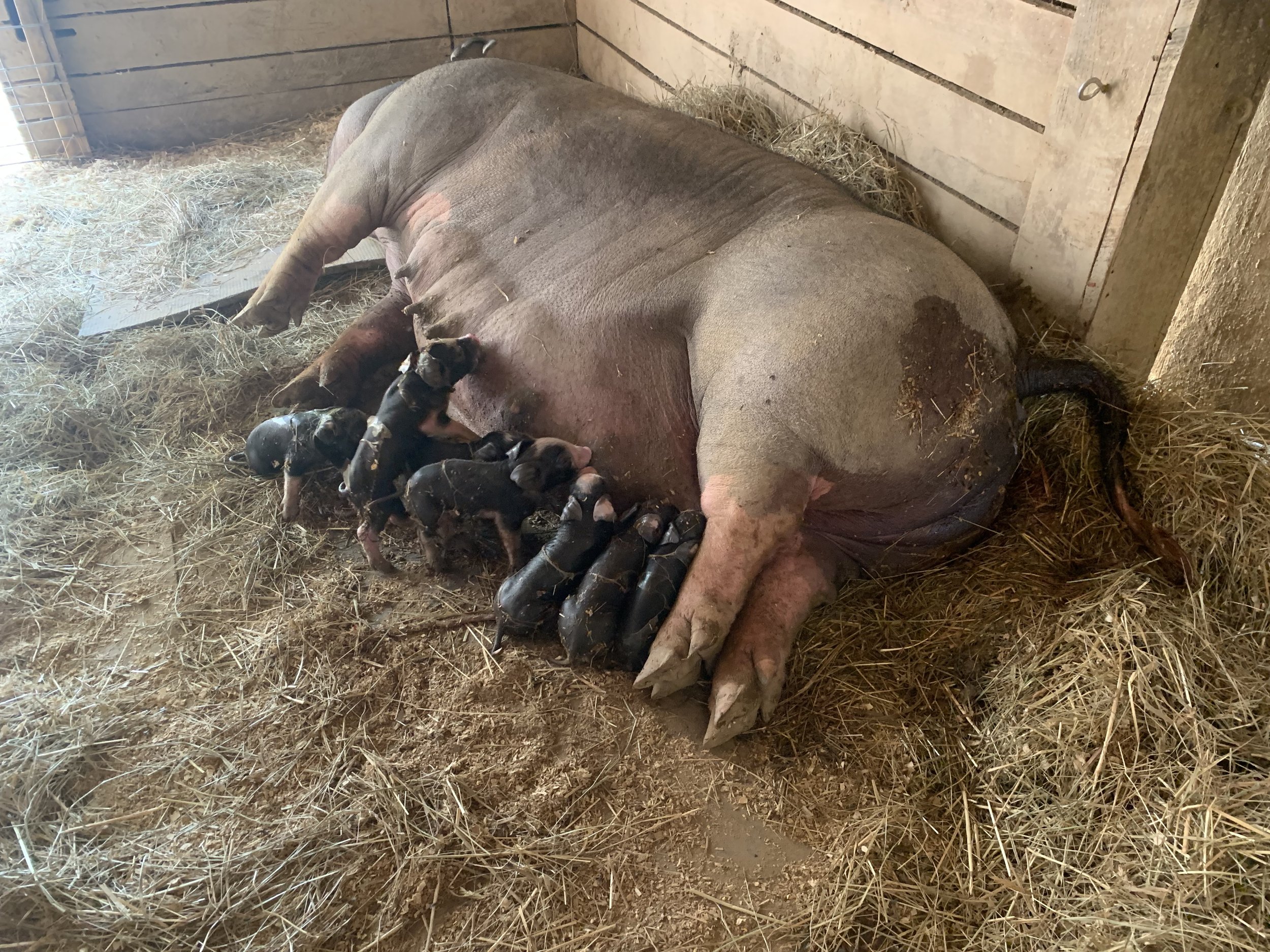 A mother pig nursing a litter of piglets in a barn, surrounded by straw, showcasing the bond between the sow and her young.