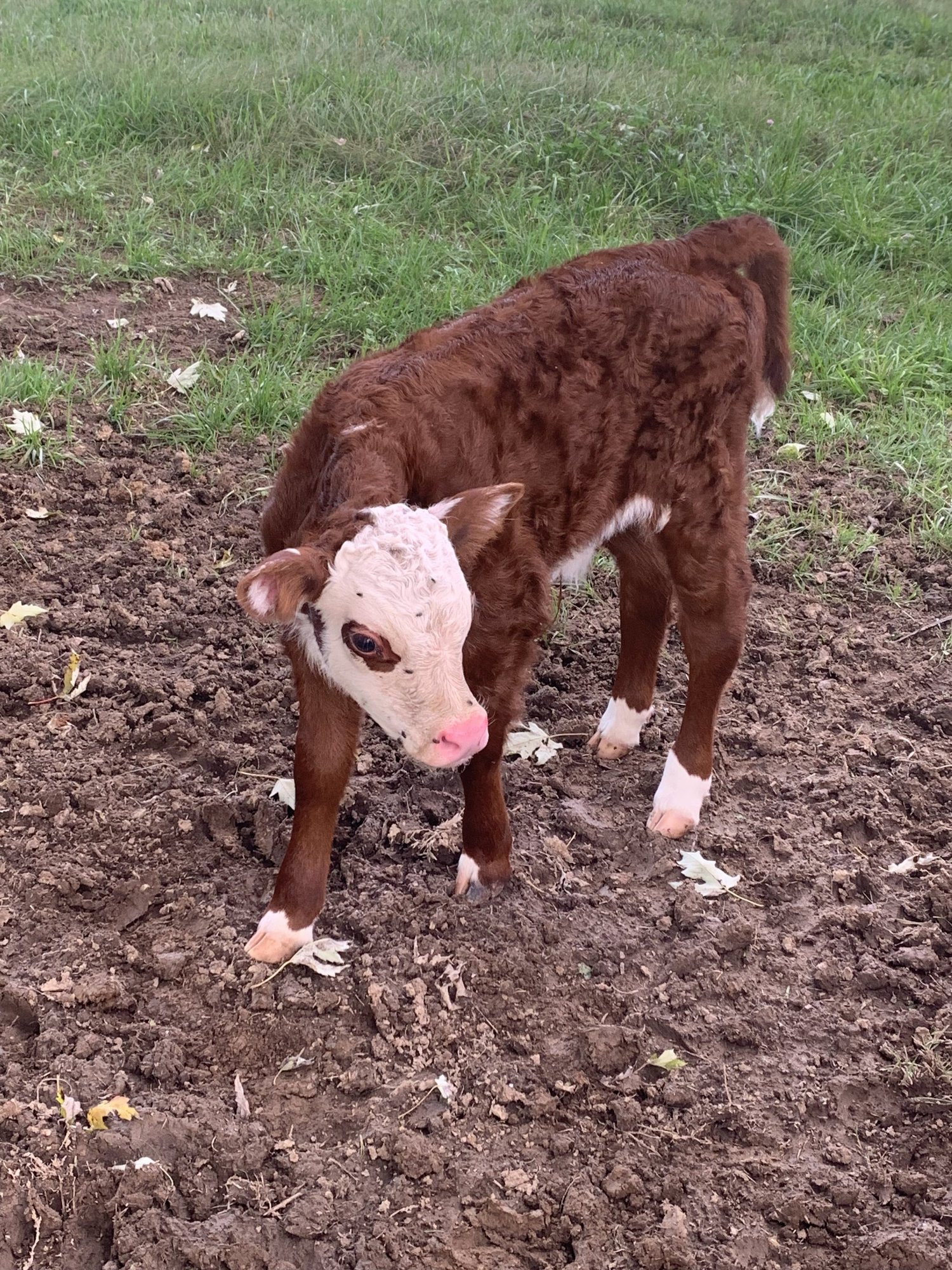 Brown and white calf standing on earthy ground with green grass in the background, showcasing its curious expression and youthful demeanor.