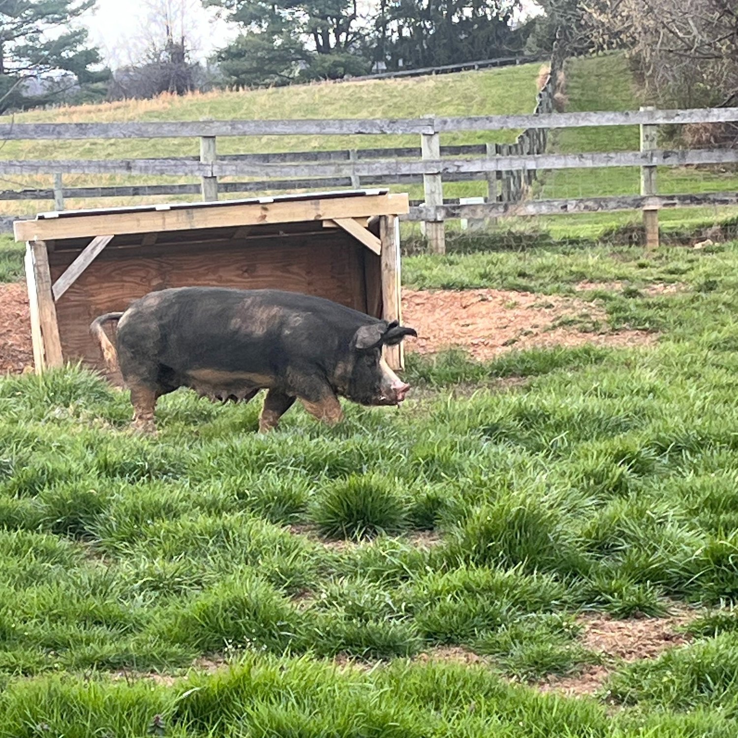 A black pig walking in a green pasture near a wooden shelter, surrounded by grass and a fenced area.